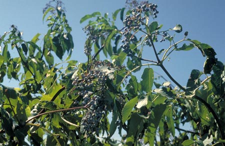 Elderberry Sambucus spp